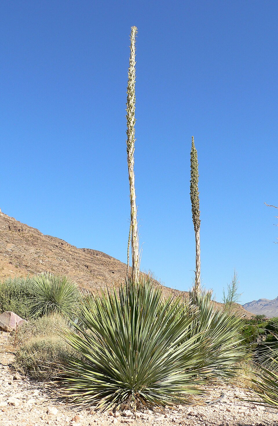 Dasylirion wheeleri (Wheeler sotol) (alternate view 4)