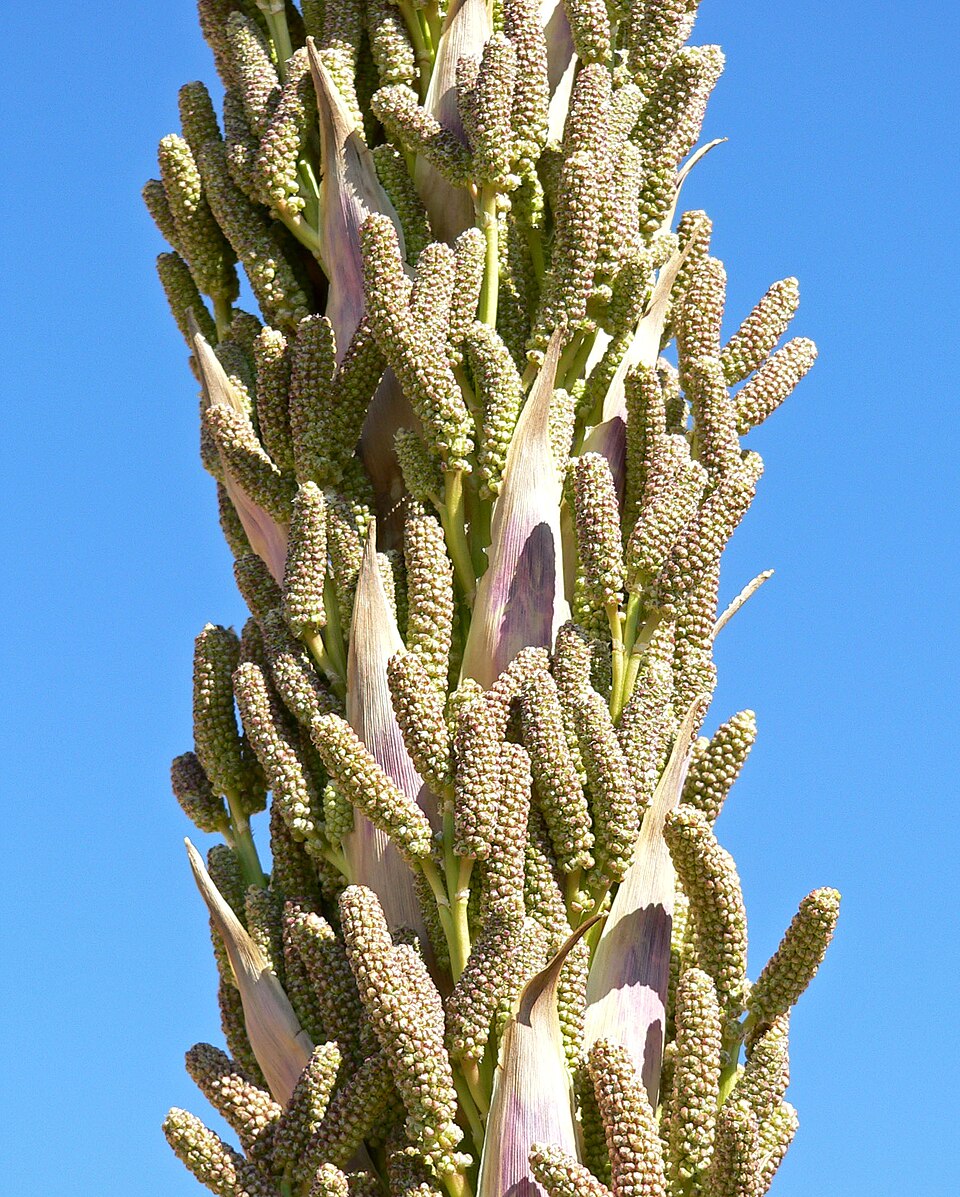 Dasylirion wheeleri (Wheeler sotol) (alternate view 5)