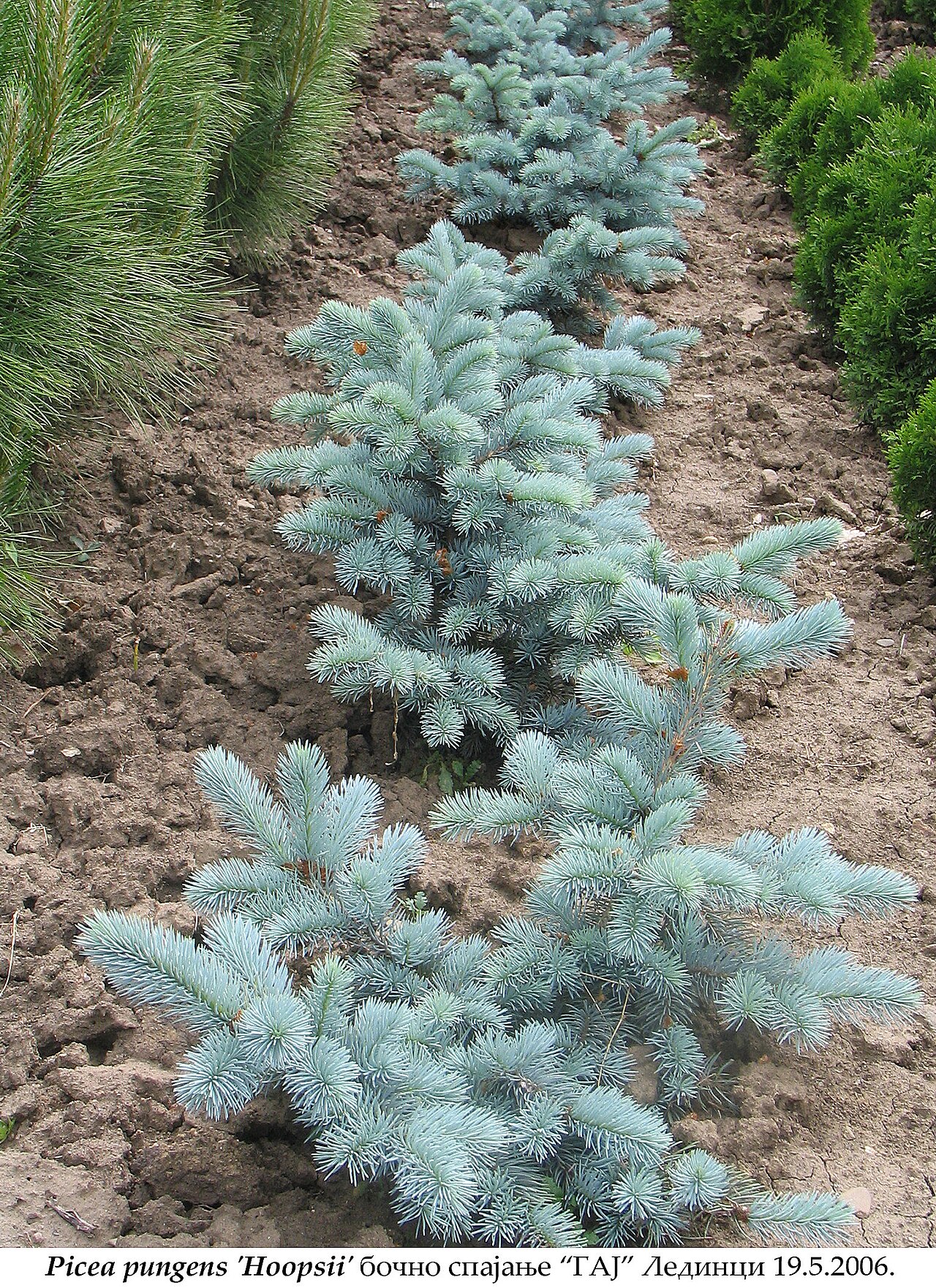 Picea pungens 'Hoopsii', Hoopsii blue spruce — upright evergreen (Pinaceae) (image 1 of 9)