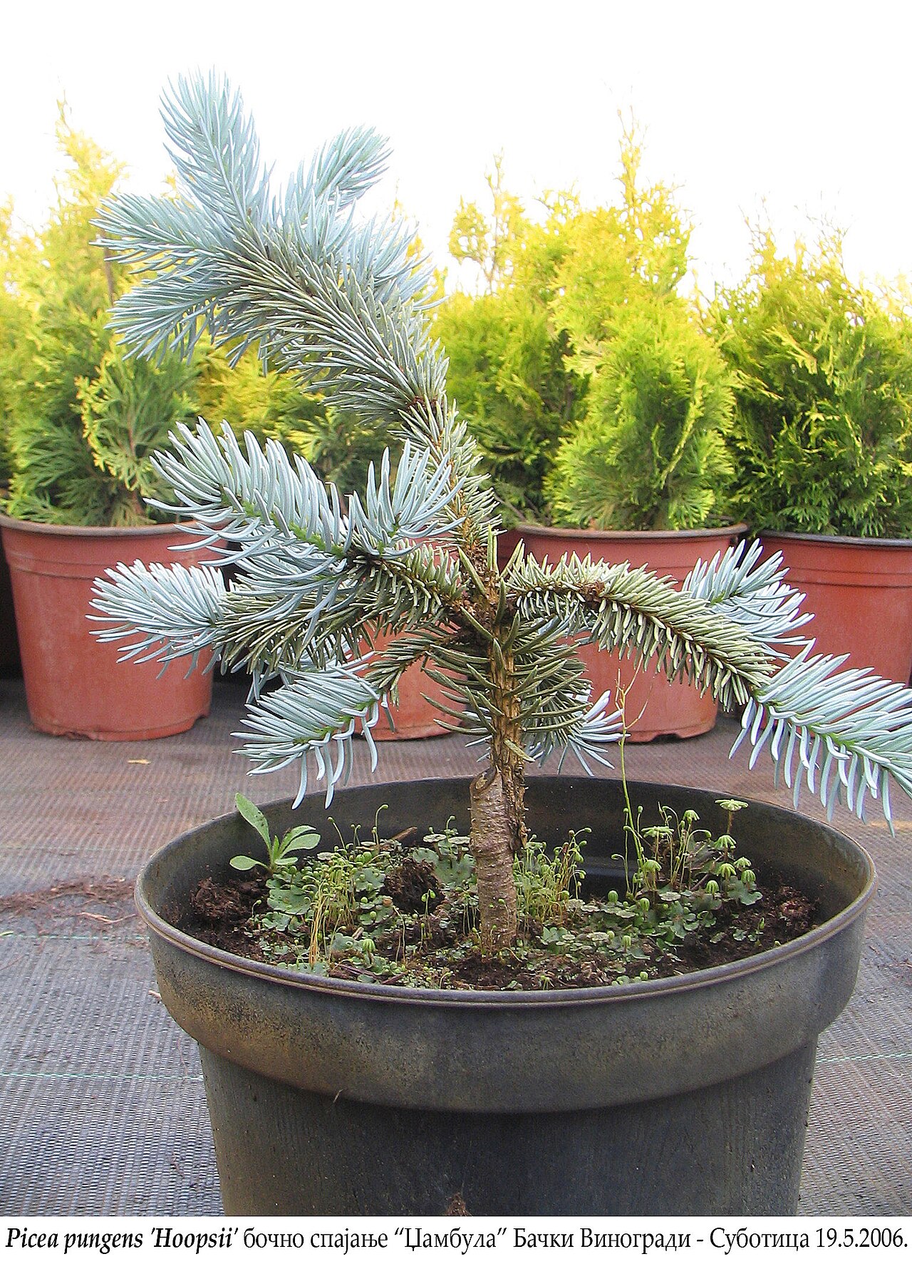 Picea pungens 'Hoopsii', Hoopsii blue spruce — upright evergreen (Pinaceae) (image 2 of 9)