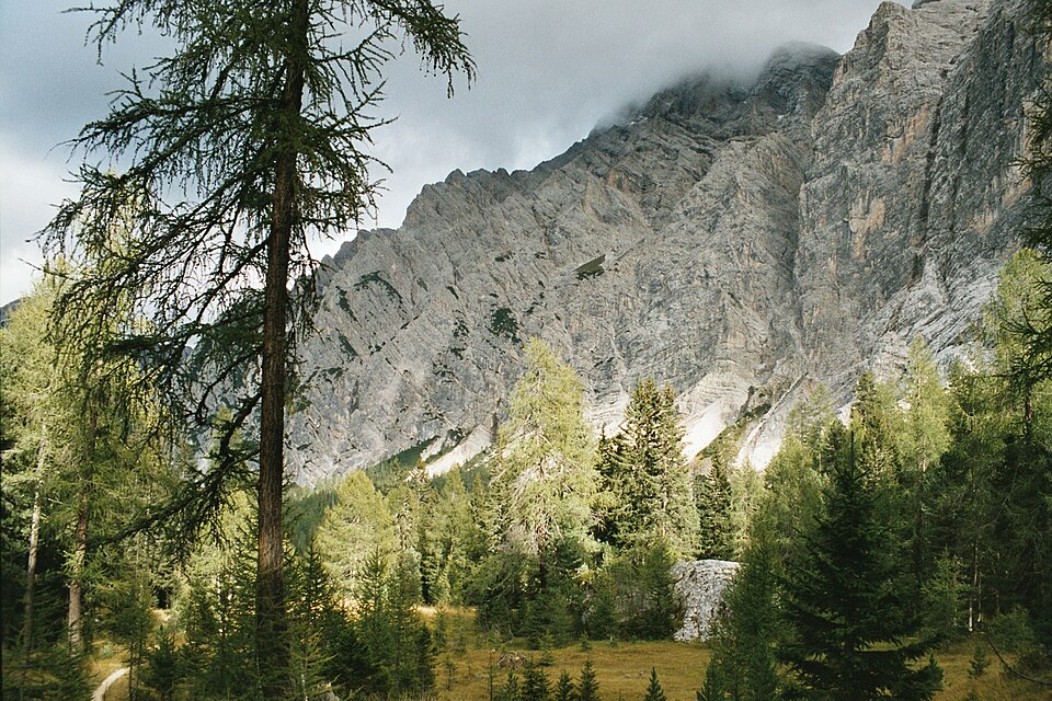 Larix decidua (European Larch) (alternate view 6)