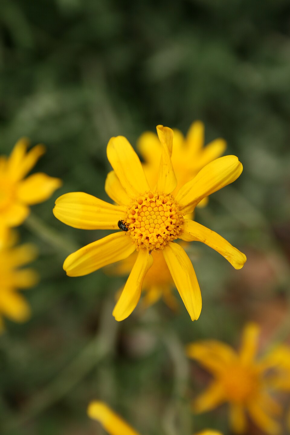 Eriophyllum lanatum (Oregon Sunshine) (alternate view 9)