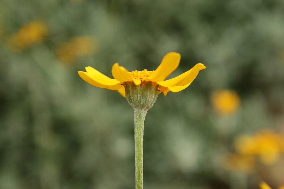 Eriophyllum lanatum (Oregon Sunshine) (alternate view 10)