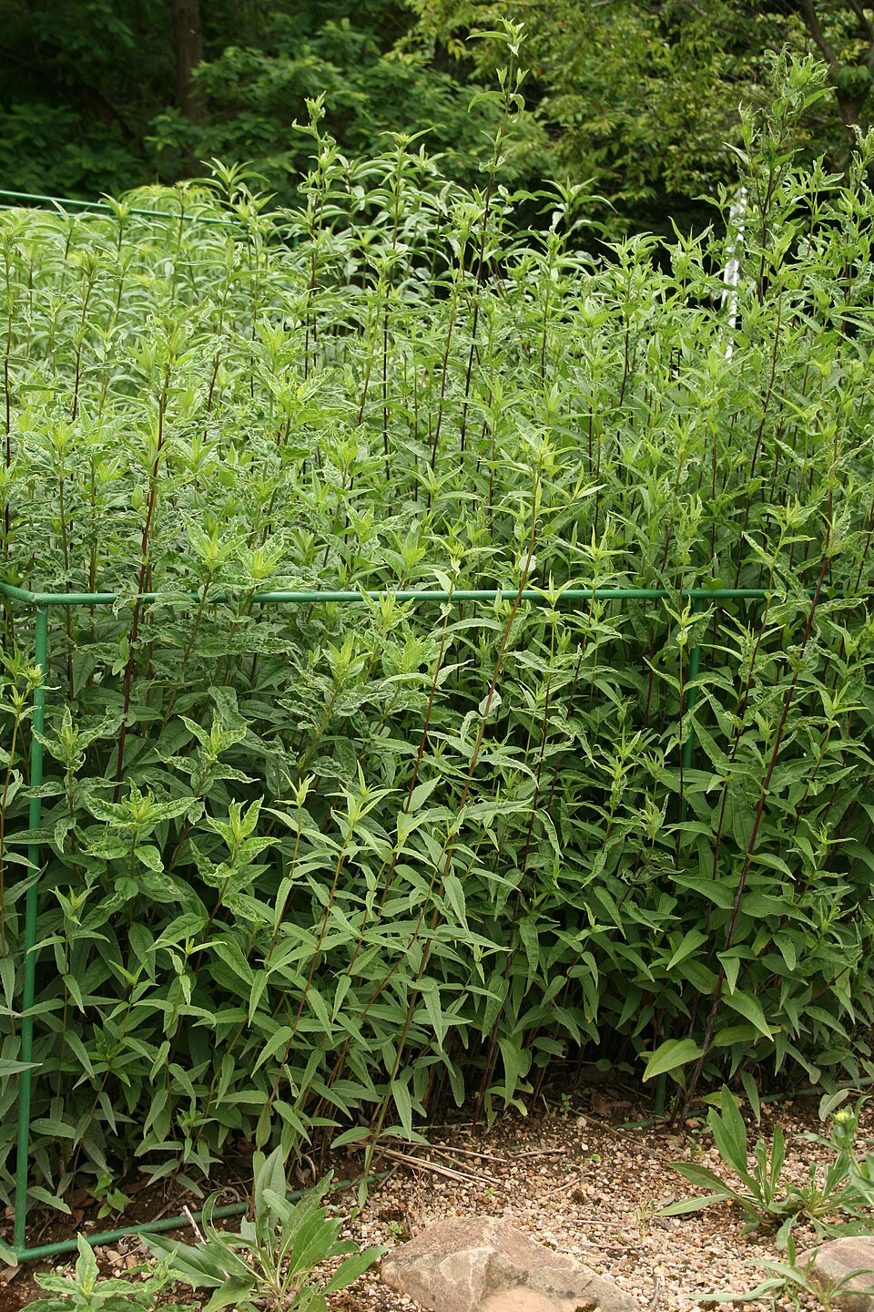 Helianthus divaricatus (woodland sunflower) (alternate view 8)