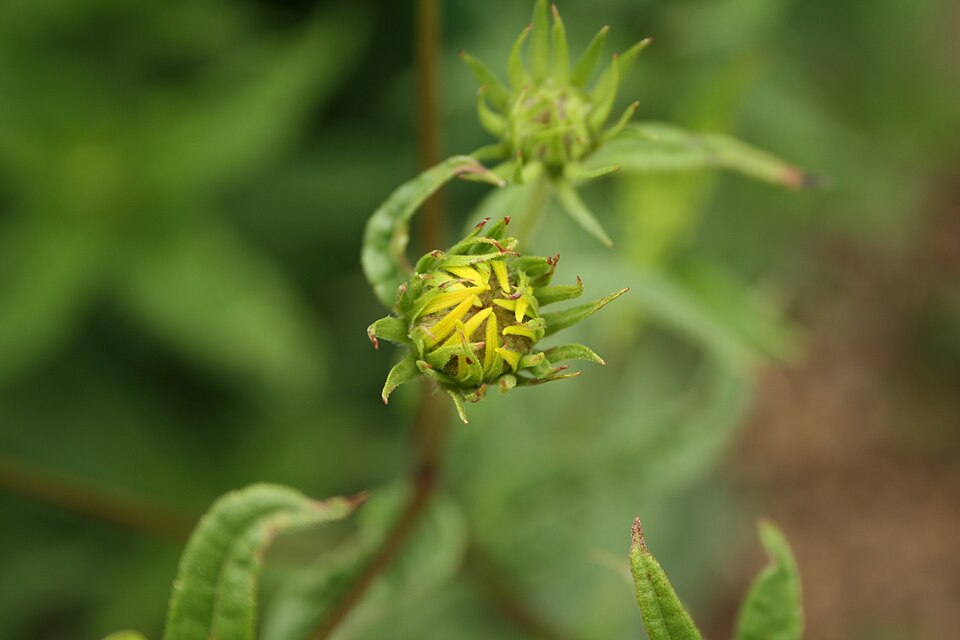 Helianthus divaricatus (woodland sunflower) (alternate view 9)