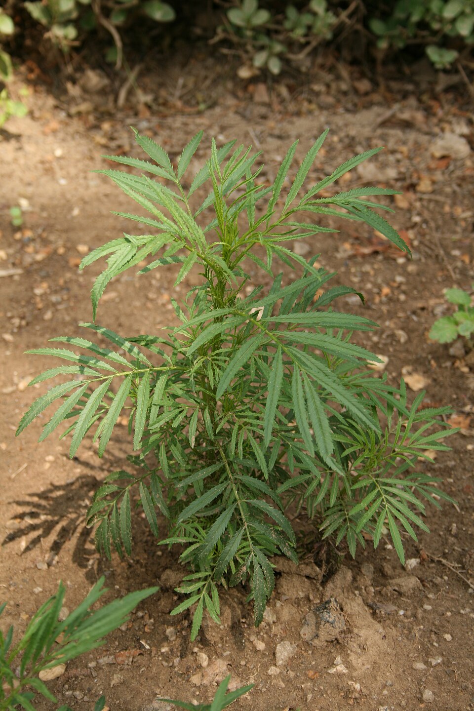 Tagetes minuta (wild marigold) (alternate view 6)