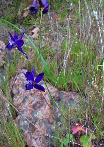Delphinium patens (Zigzag Larkspur)