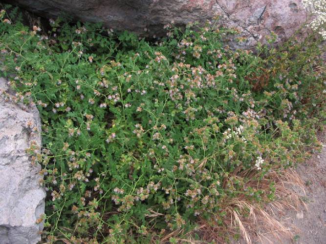 Phacelia ramosissima (branching phacelia) (alternate view 6)