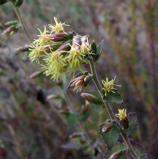 Brickellia californica (California Brickellbush) (alternate view 6)