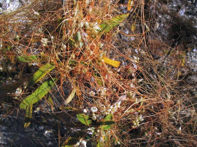 Cuscuta californica (California dodder) (alternate view 7)