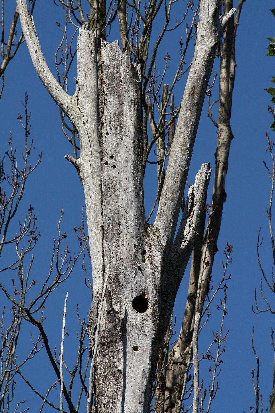 Populus trichocarpa (cottonwood)