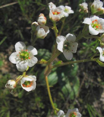Micranthes californica (California Saxifrage) (alternate view 6)