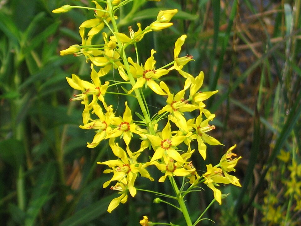 Lysimachia terrestris (swamp candles) (alternate view 6)