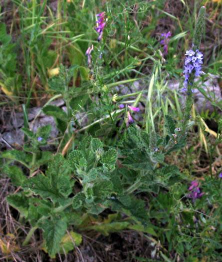 Verbena lasiostachys (western vervain) (alternate view 6)