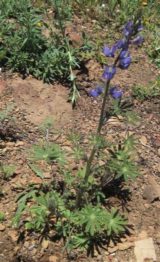 Lupinus sparsiflorus (Coulter's lupine) (alternate view 7)