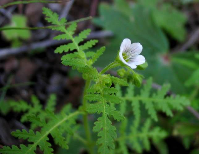 Eucrypta chrysanthemifolia (common eucrypta) (alternate view 8)