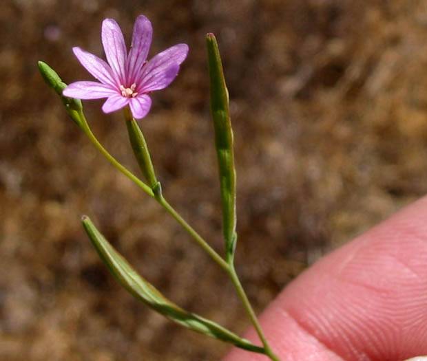 Epilobium brachycarpum (panicled willowherb) (alternate view 6)