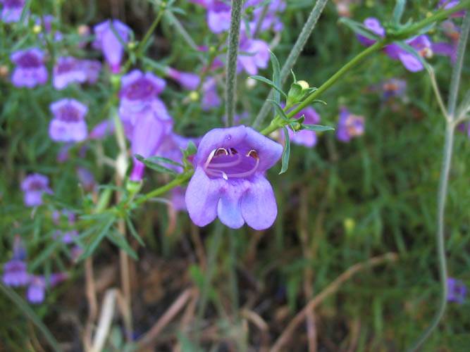 Penstemon heterophyllus (Bunchleaf Penstemon) (alternate view 6)