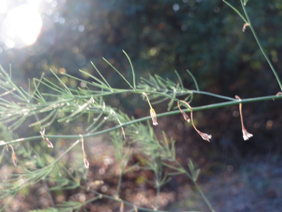 Asparagus officinalis (wild asparagus)