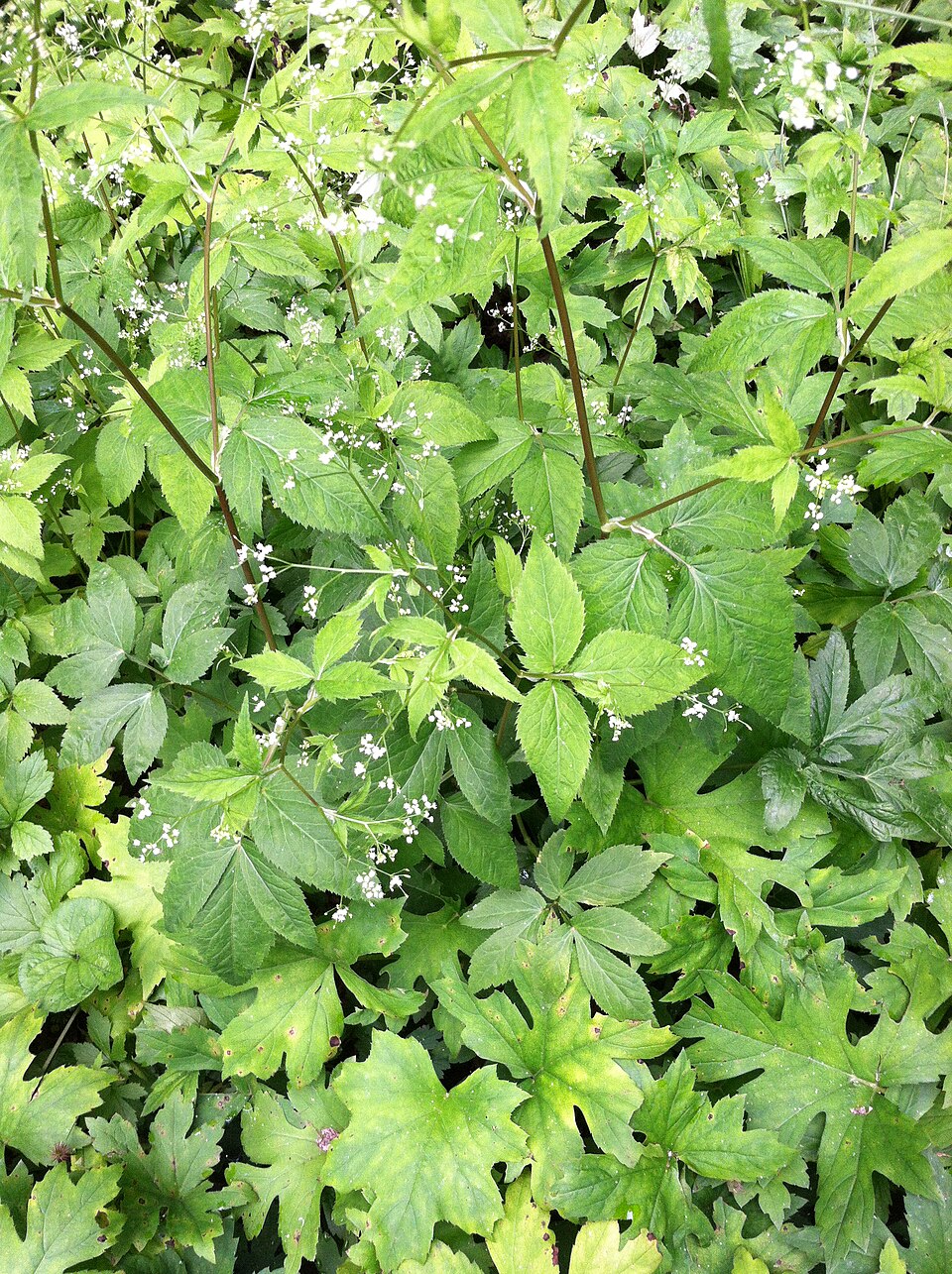 Hydrophyllum canadense (Broad-leaf Waterleaf) (alternate view 8)