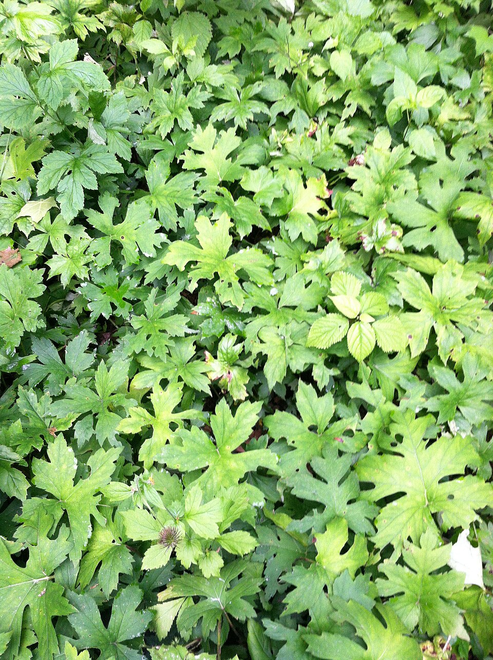 Hydrophyllum canadense (Broad-leaf Waterleaf) (alternate view 9)