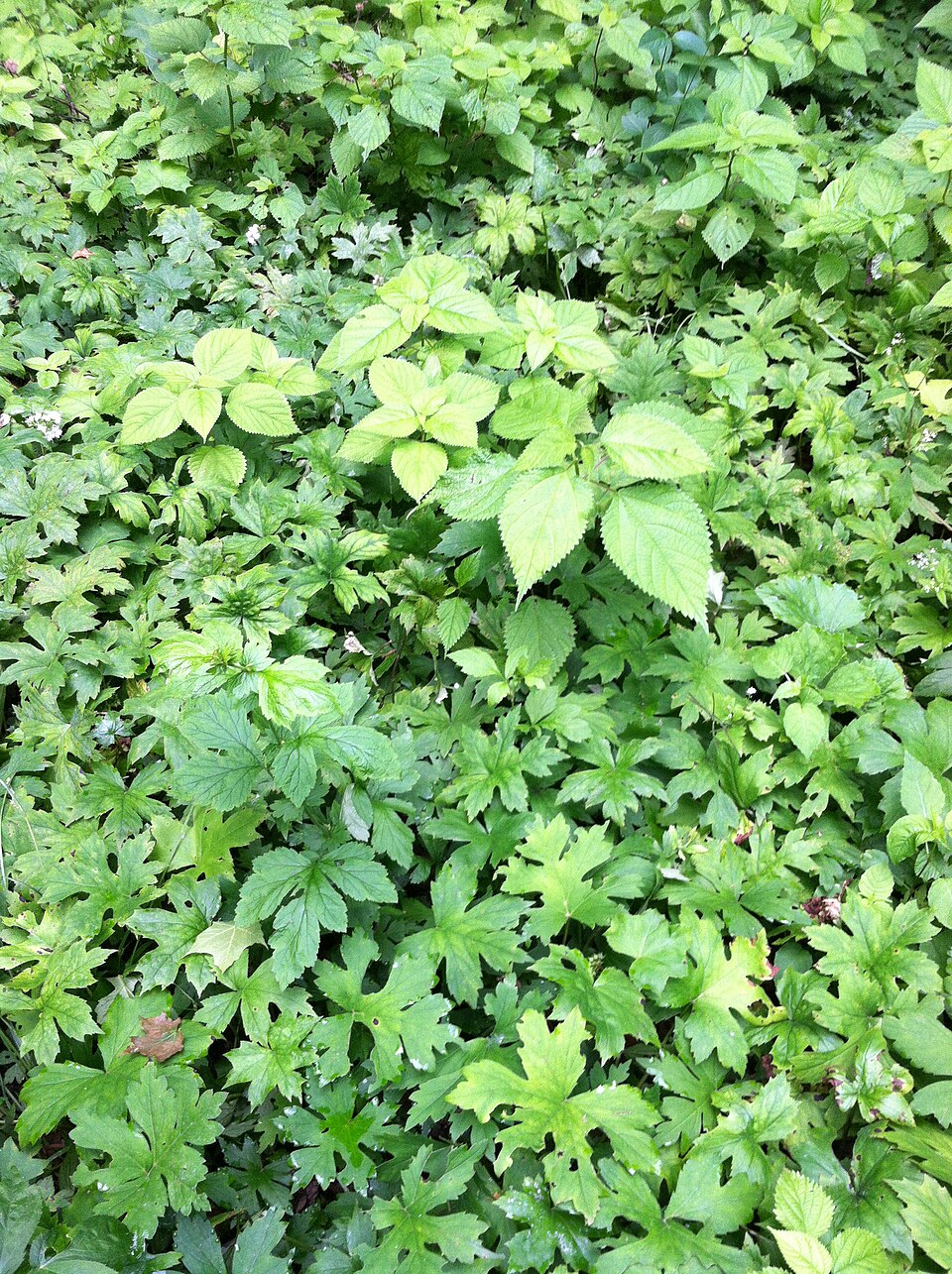 Hydrophyllum canadense (Broad-leaf Waterleaf) (alternate view 10)