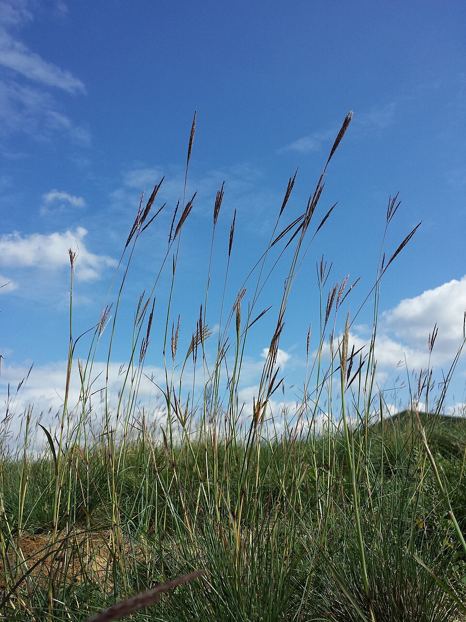 Bothriochloa ischaemum (King Ranch bluestem) (alternate view 8)