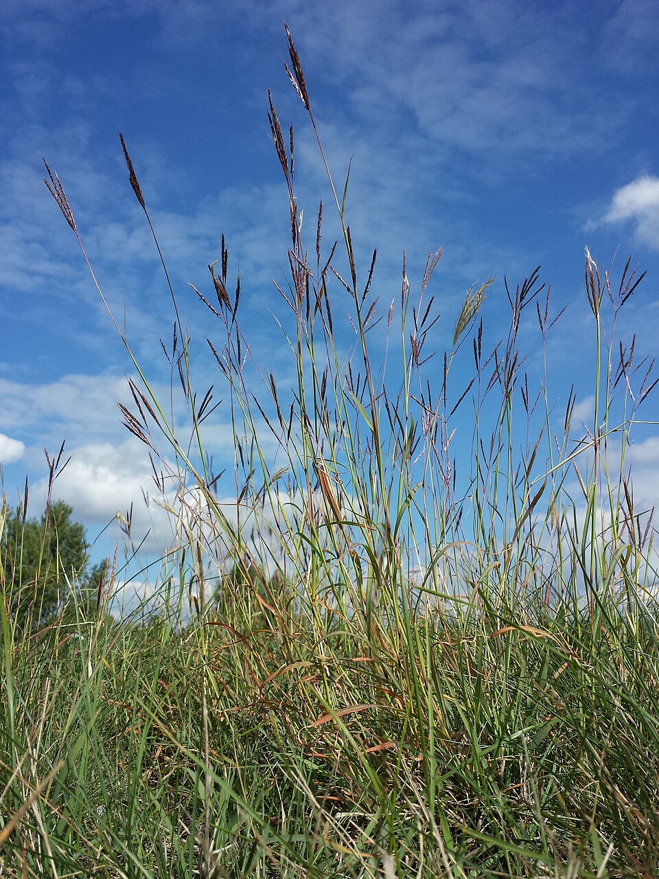 Bothriochloa ischaemum (King Ranch bluestem) (alternate view 9)