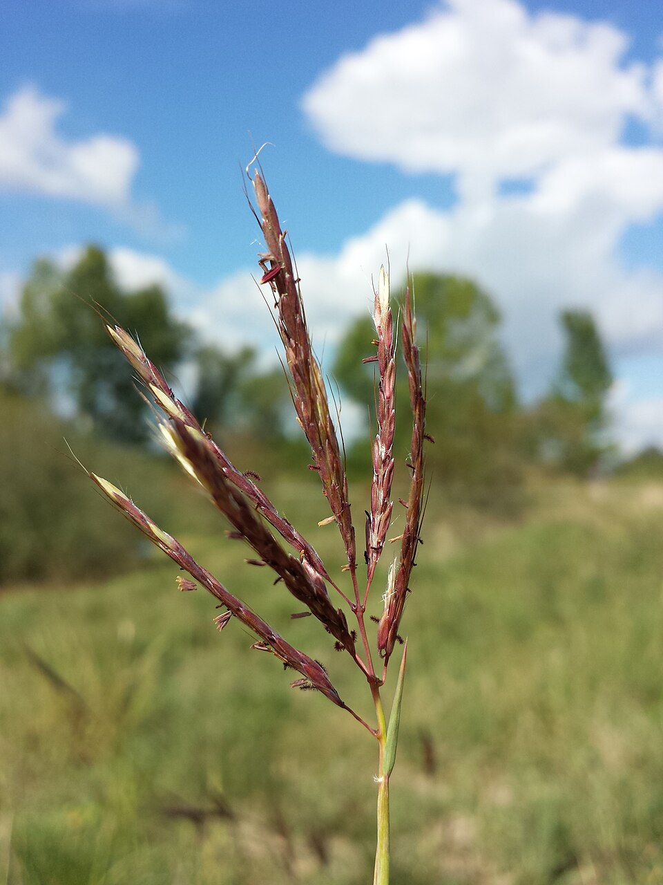 Bothriochloa ischaemum (King Ranch bluestem) (alternate view 10)