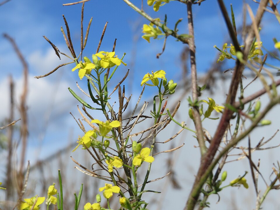 Sisymbrium loeselii (False London-rocket)