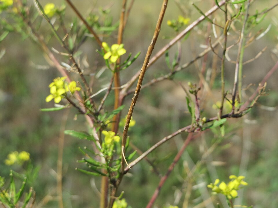 Sisymbrium loeselii (False London-rocket)