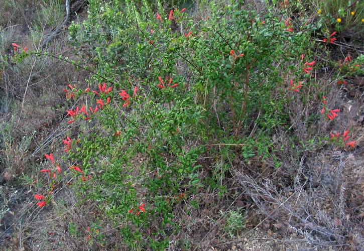 Keckiella cordifolia (heartleaf keckiella) (alternate view 6)