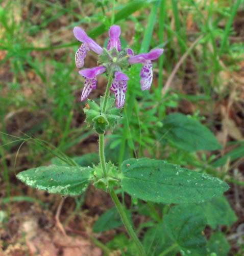 Stachys bullata (California Hedge Nettle)