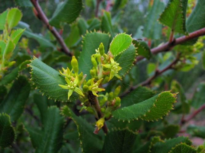 Rhamnus ilicifolia (hollyleaf redberry) (alternate view 6)