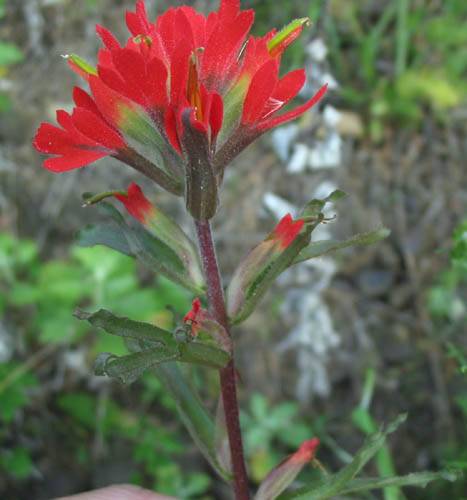 Castilleja affinis (Coast Paintbrush) (alternate view 6)