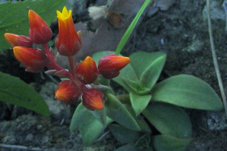 Dudleya lanceolata (lanceleaf liveforever) (alternate view 7)