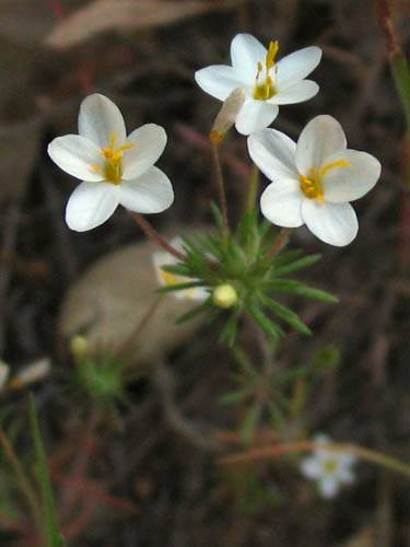 Leptosiphon parviflorus (variable linanthus)