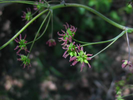 Thalictrum fendleri (Torrey's Meadow-Rue) (alternate view 6)