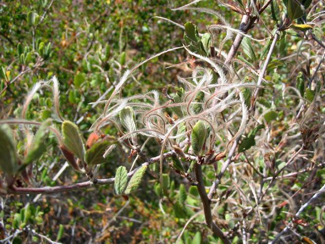 Cercocarpus betuloides (Birchleaf Mountain Mahogany) (alternate view 6)