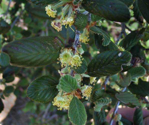 Cercocarpus betuloides (Birchleaf Mountain Mahogany) (alternate view 7)