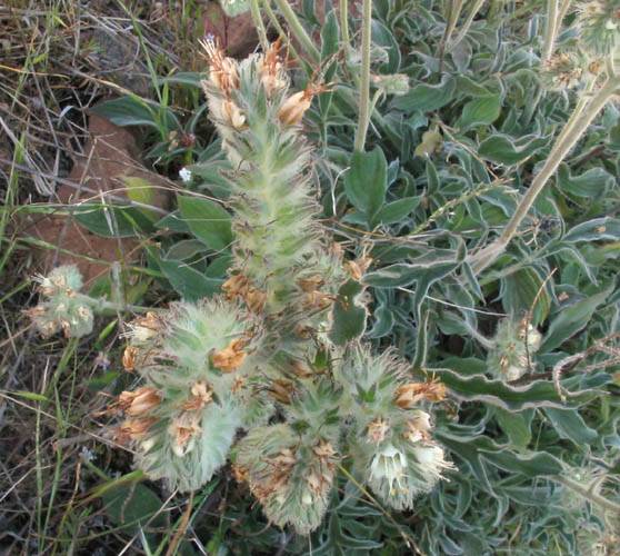 Phacelia imbricata (Mountain Phacelia)