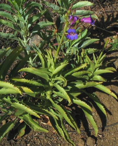Penstemon spectabilis (Showy Penstemon) (alternate view 6)