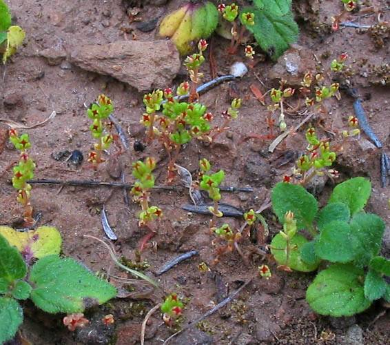 Crassula connata (sand pygmyweed) (alternate view 2)