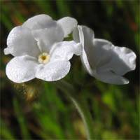 Plagiobothrys nothofulvus (Rusty Popcornflower) (alternate view 4)