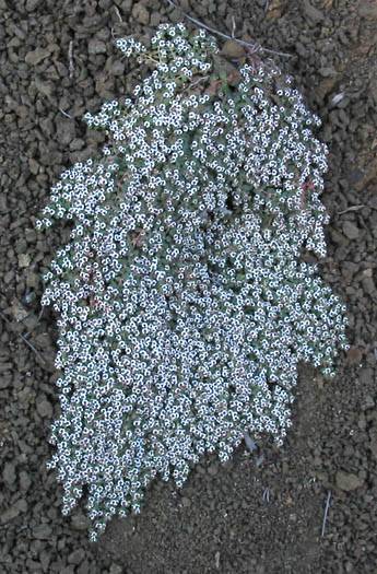 Euphorbia polycarpa (smallseed sandmat) (alternate view 6)