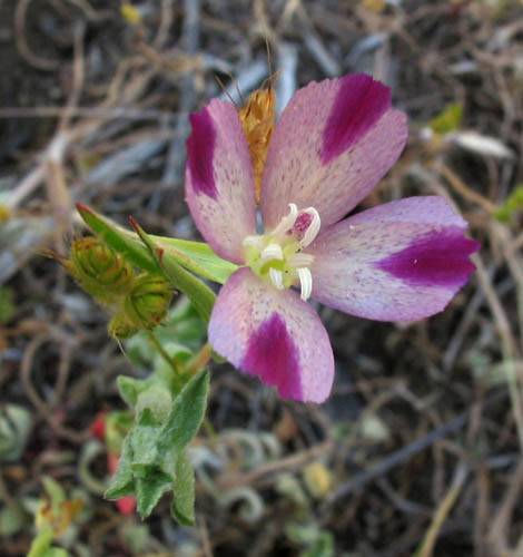 Clarkia purpurea (Winecup Clarkia) (alternate view 7)