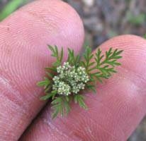 Daucus pusillus (American wild carrot) (alternate view 6)