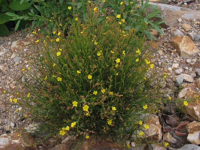 Crocanthemum scoparium (peak rushrose) (alternate view 6)