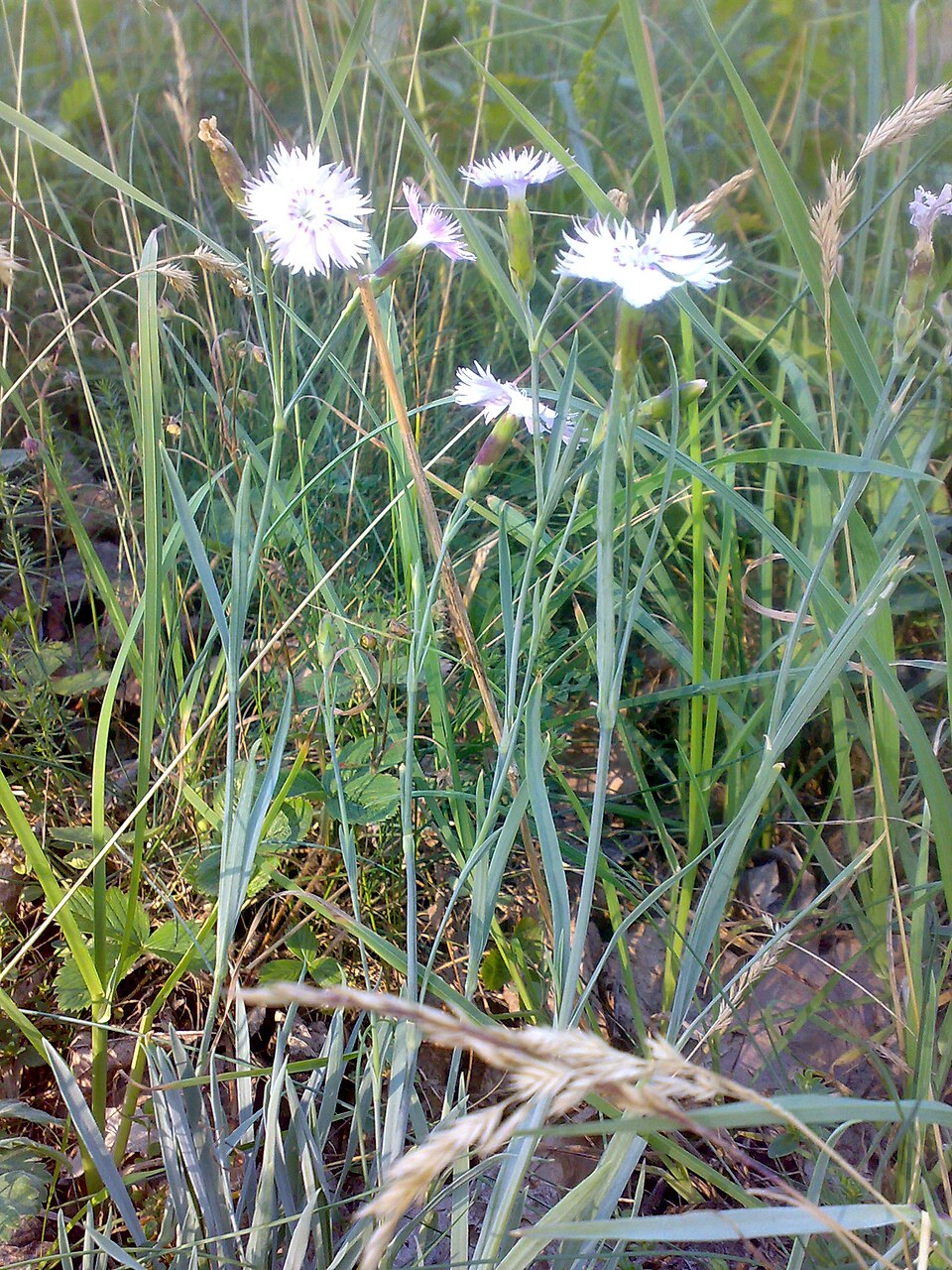 Dianthus arenarius (sand pink) (alternate view 6)