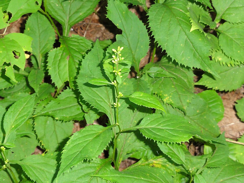 Solidago flexicaulis (broad-leaved goldenrod) (alternate view 3)